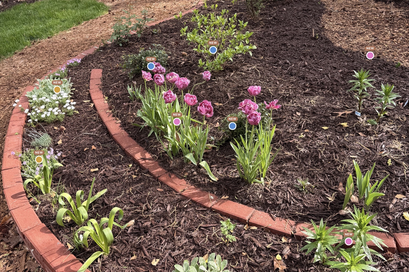 Plants mapped directly onto a real garden photograph in BloomMap