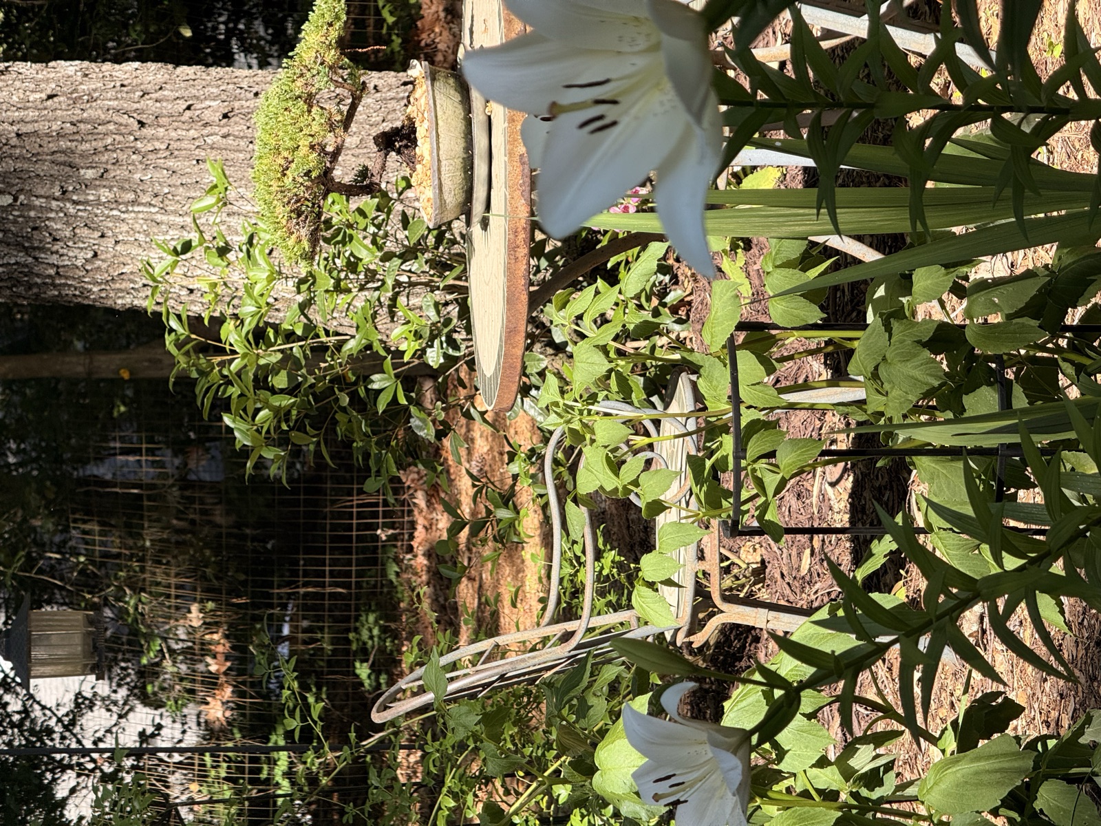 Anna's backyard garden beds in Raleigh, NC