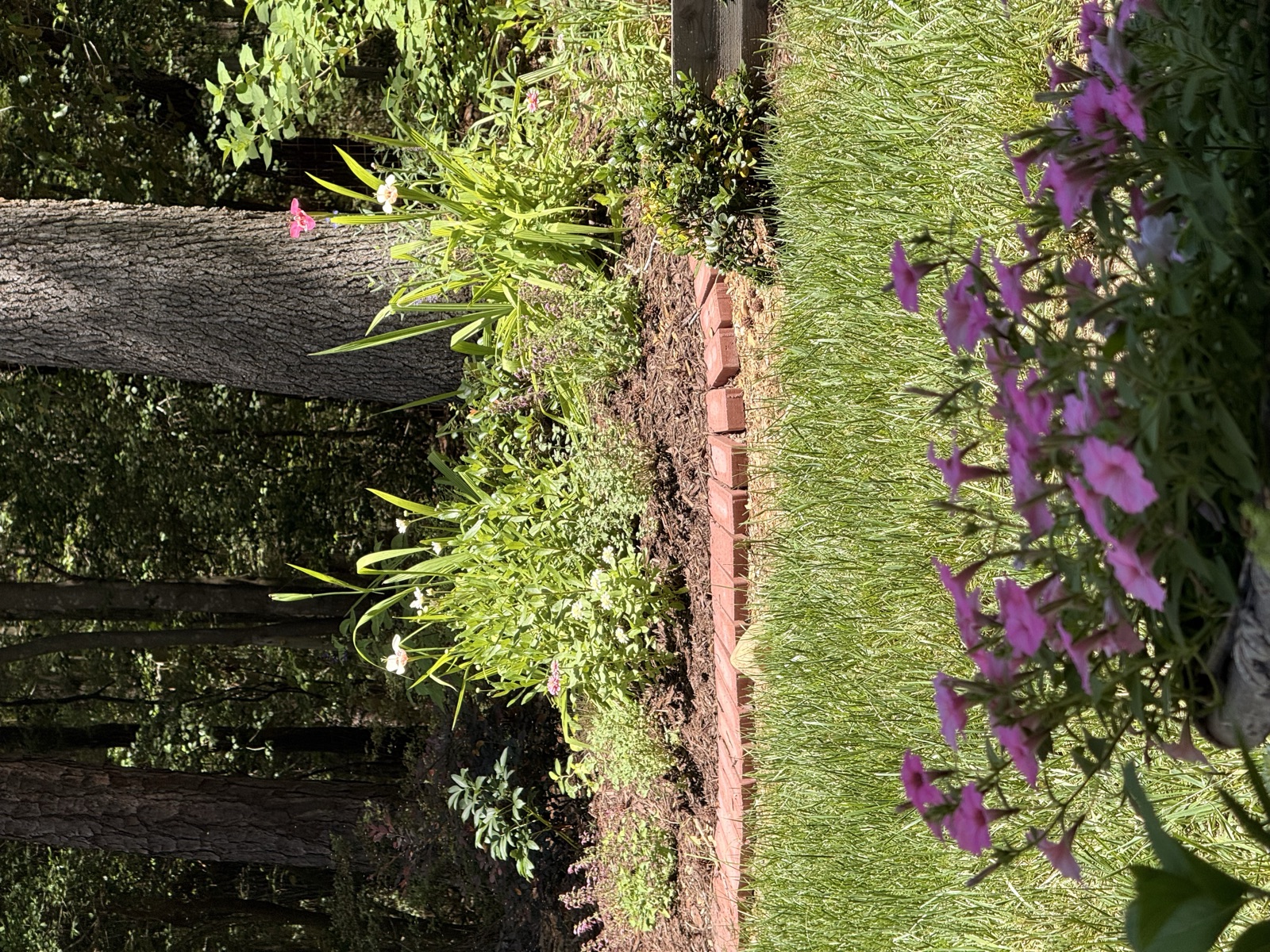 Anna's backyard garden beds in Raleigh, NC
