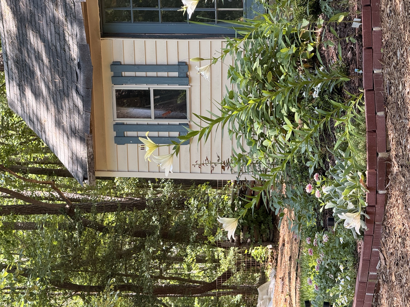 Anna's backyard garden beds in Raleigh, NC