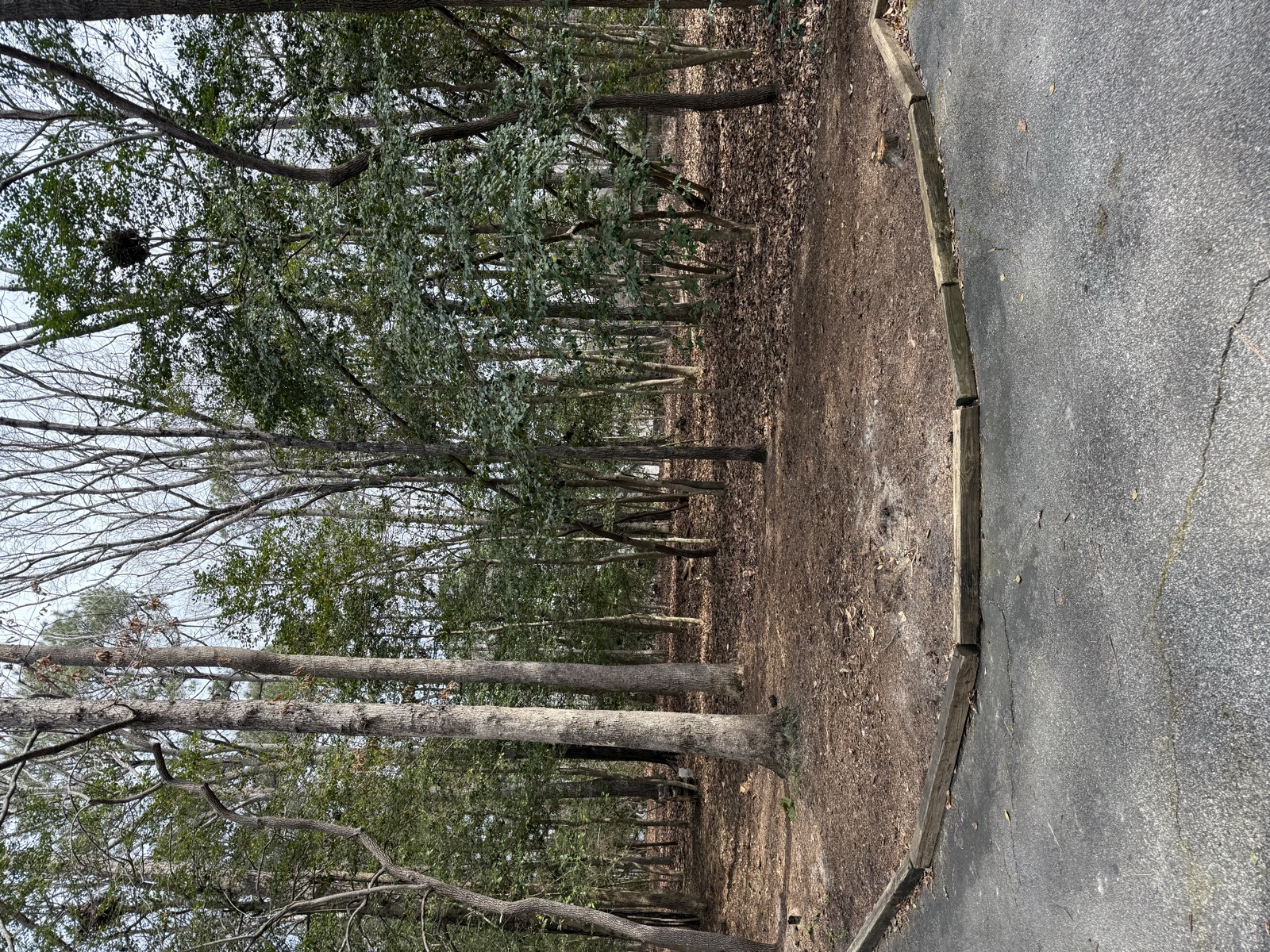 The side-yard shade garden: Before February 2025 - Anna's garden in Raleigh, NC