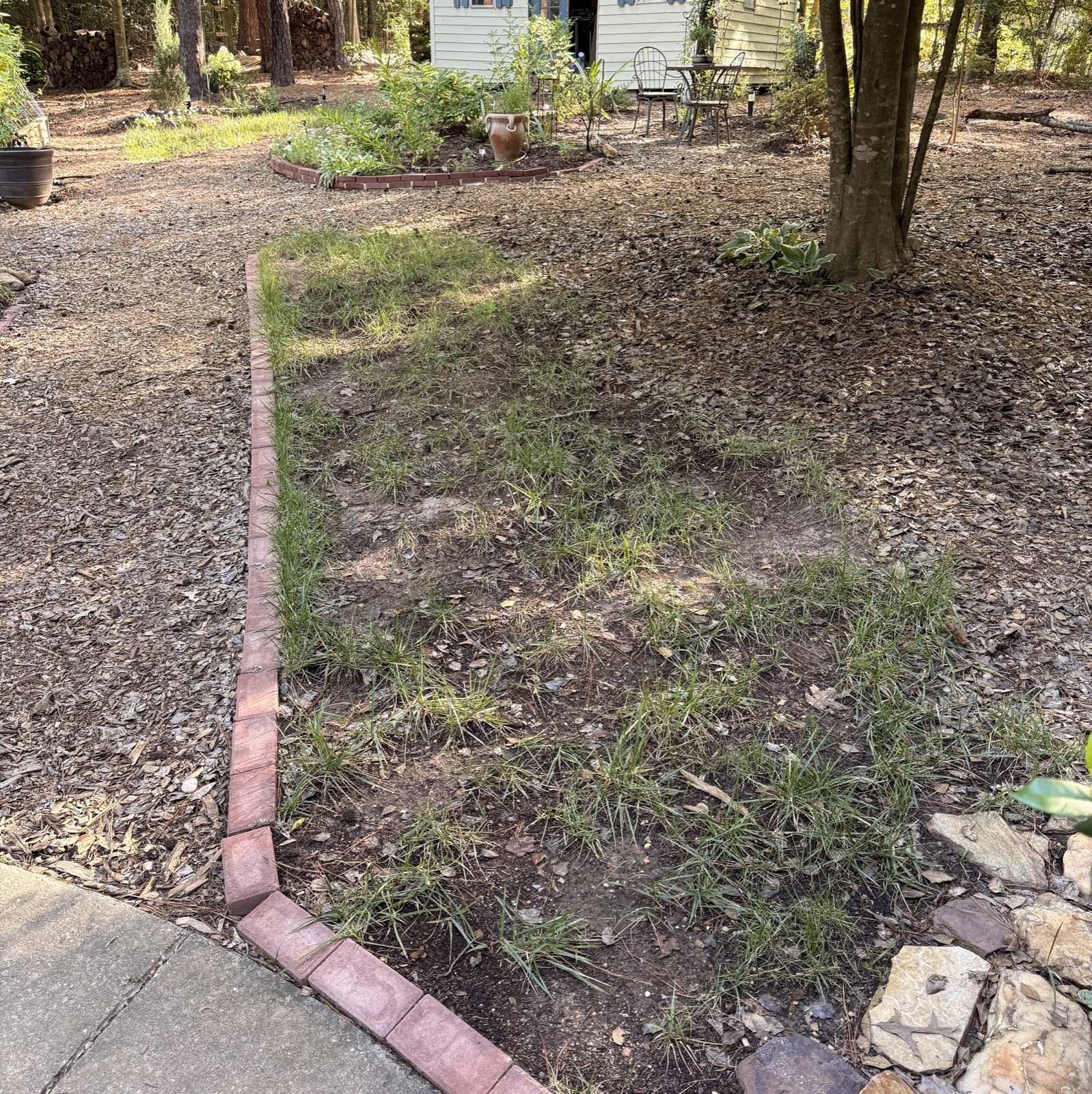 The struggling grass beneath the mature holly before the planting project