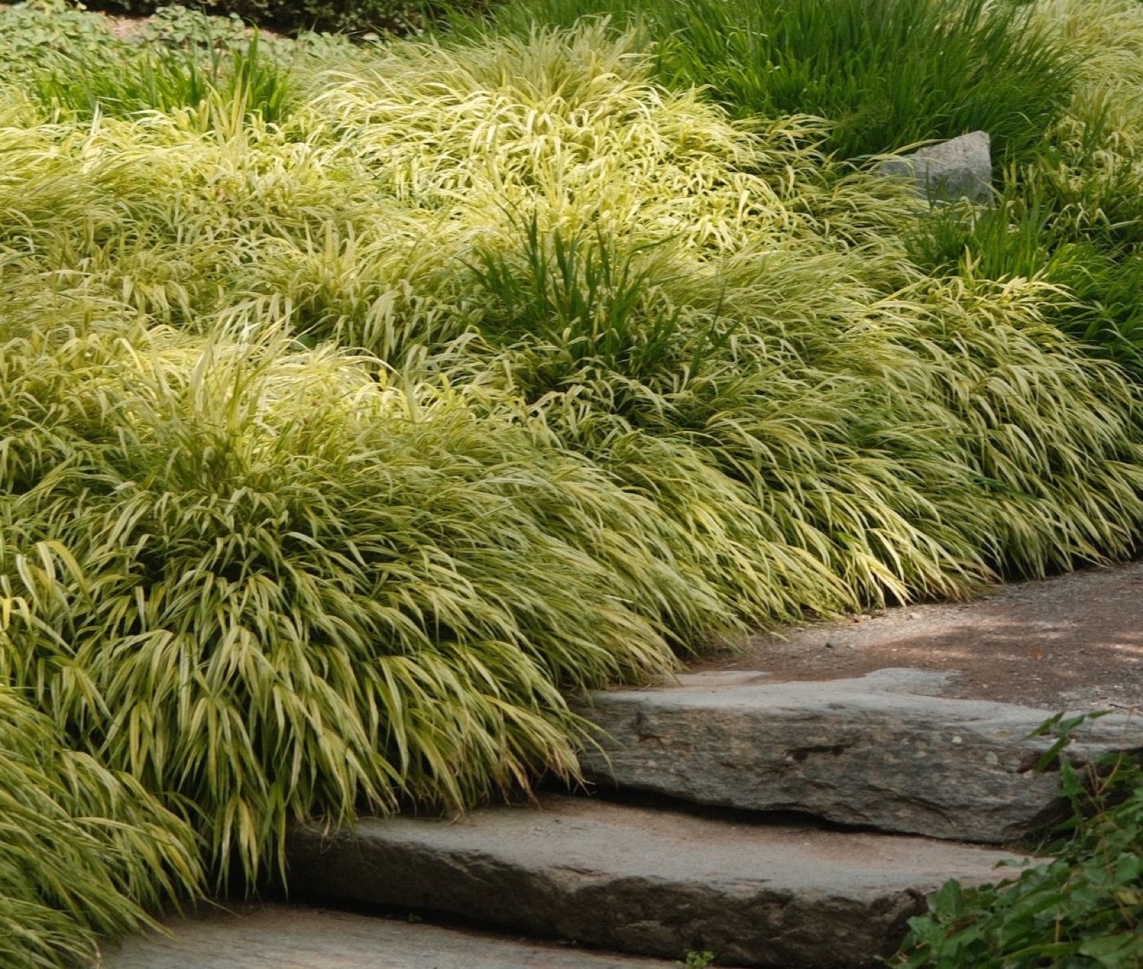 Reference photograph of japanese forest grass