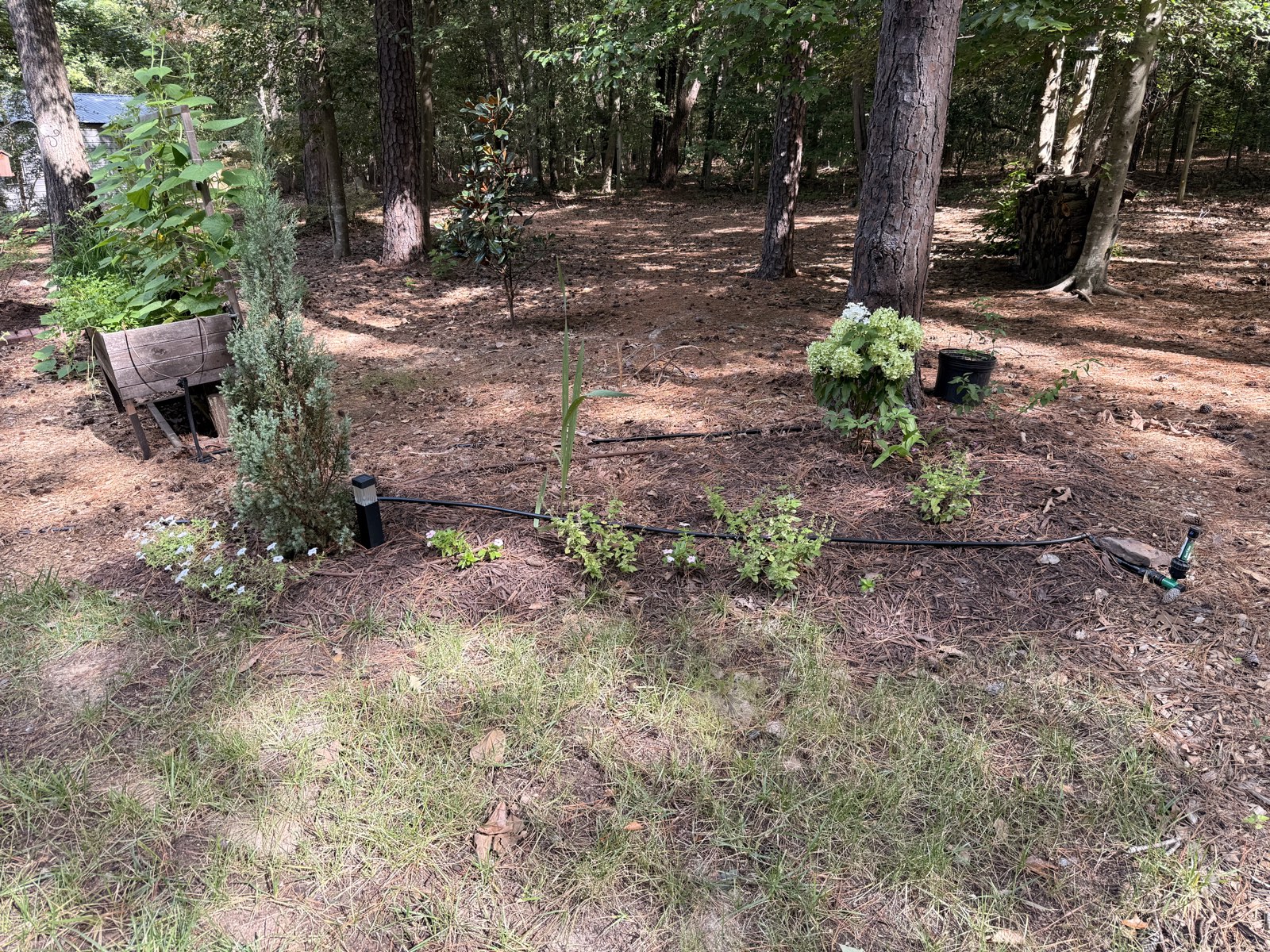 The bed before redesign, with thinning grass beneath mature pines and the juniper close to a trunk