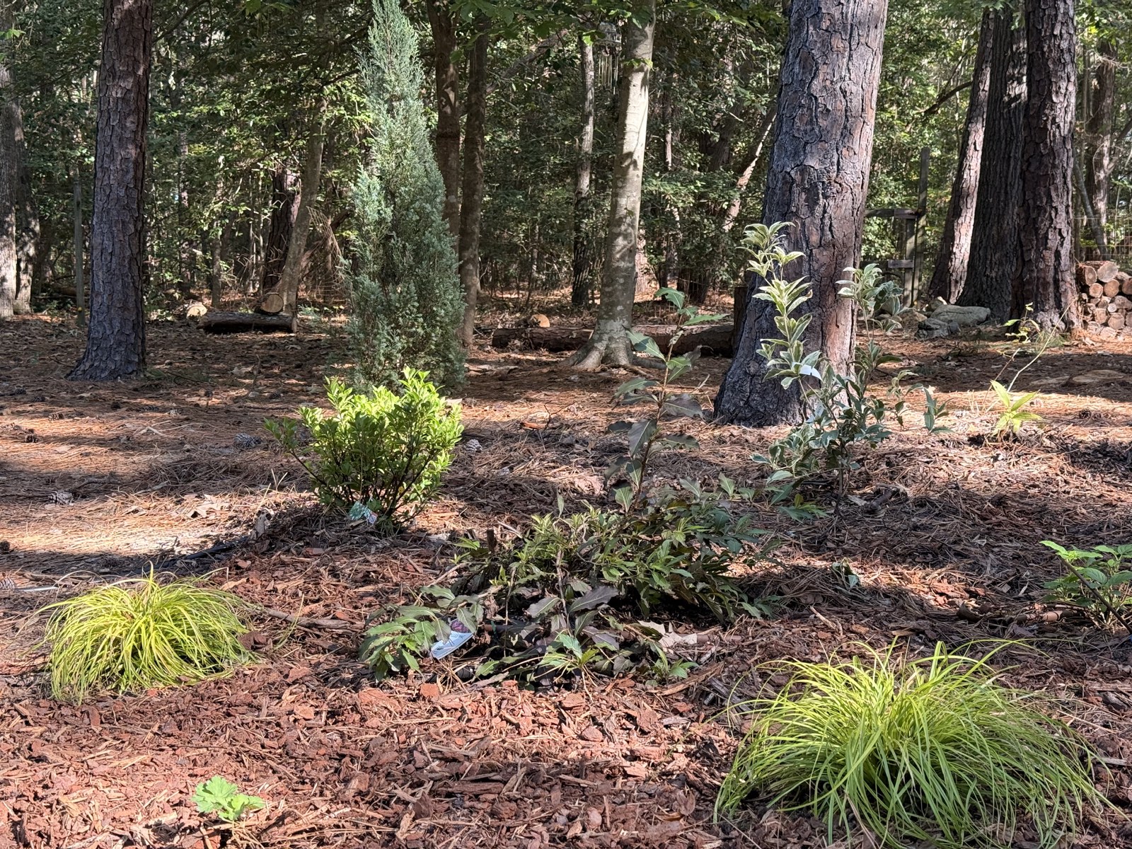 The newly planted juniper and pine bed with chartreuse carex across the front