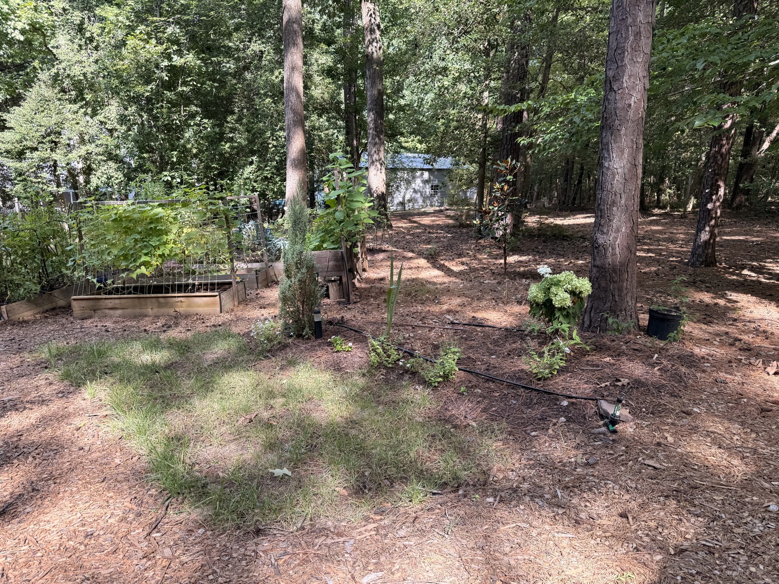 The planting bed between a patch of lawn and the surrounding pine woodland