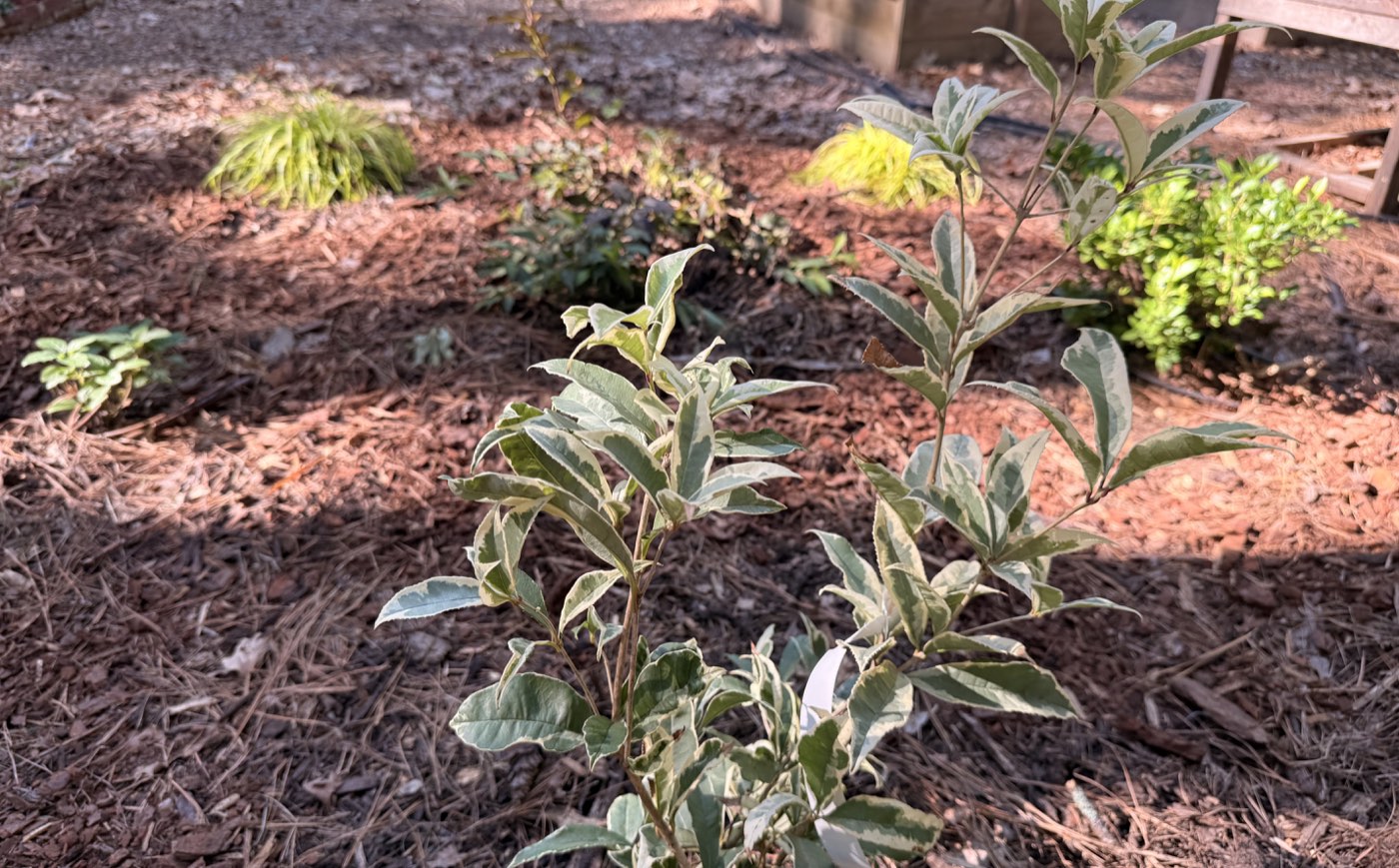 Cream-edged foliage on the variegated fragrant tea olive in the new bed