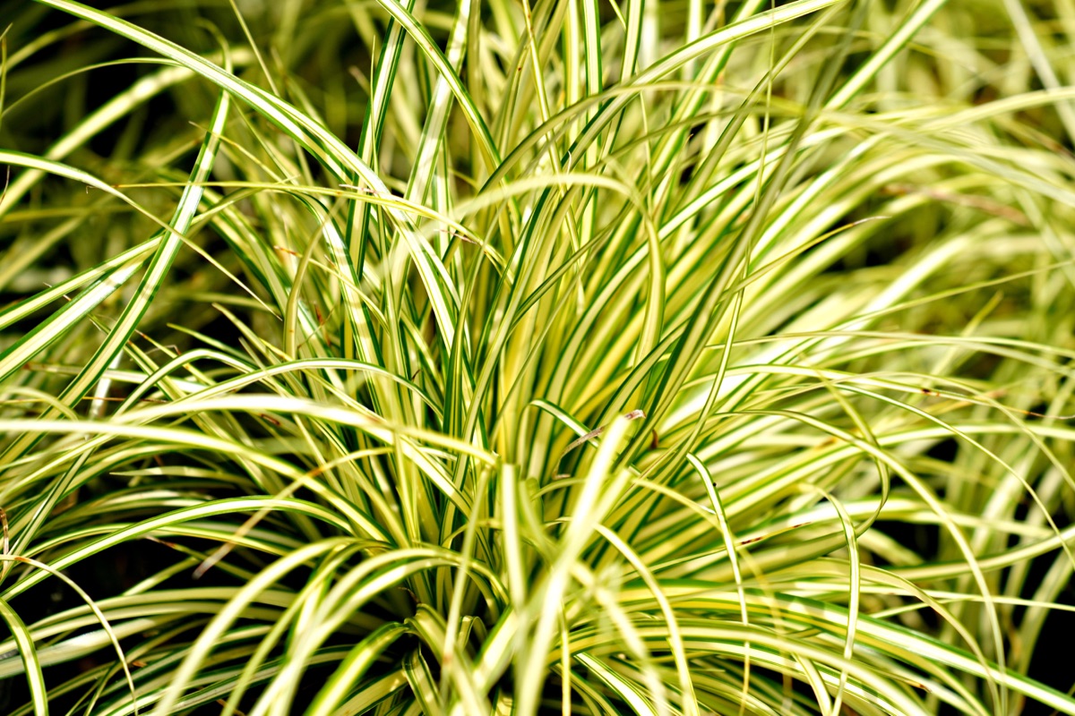 Reference photograph of Carex Evergold