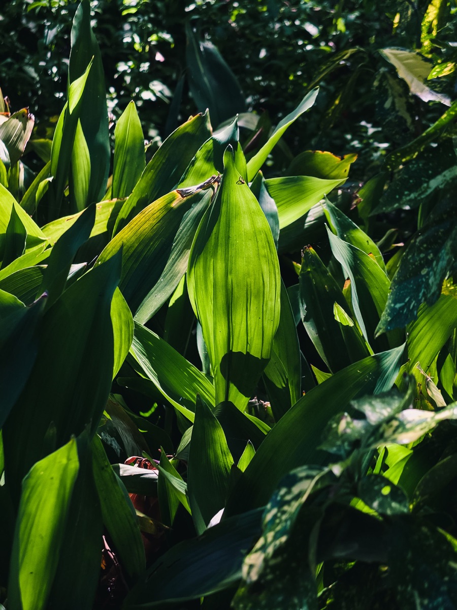 Reference photograph of a cast iron plant