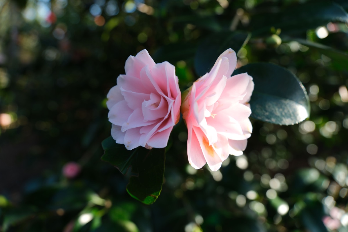 Reference photograph of an October Magic Pink Perplexion camellia