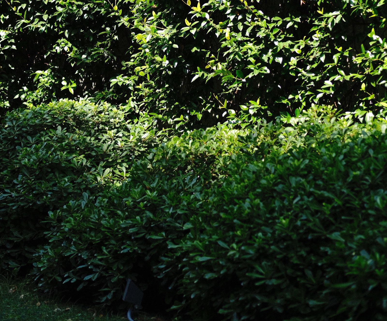 Reference photograph of sarcococca