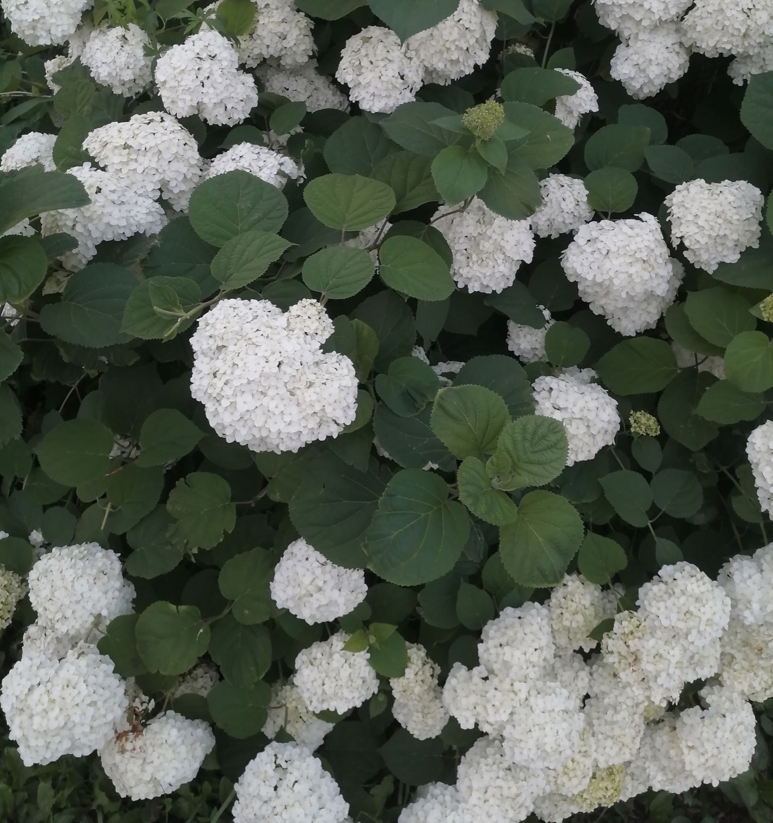 Reference photograph of smooth hydrangea