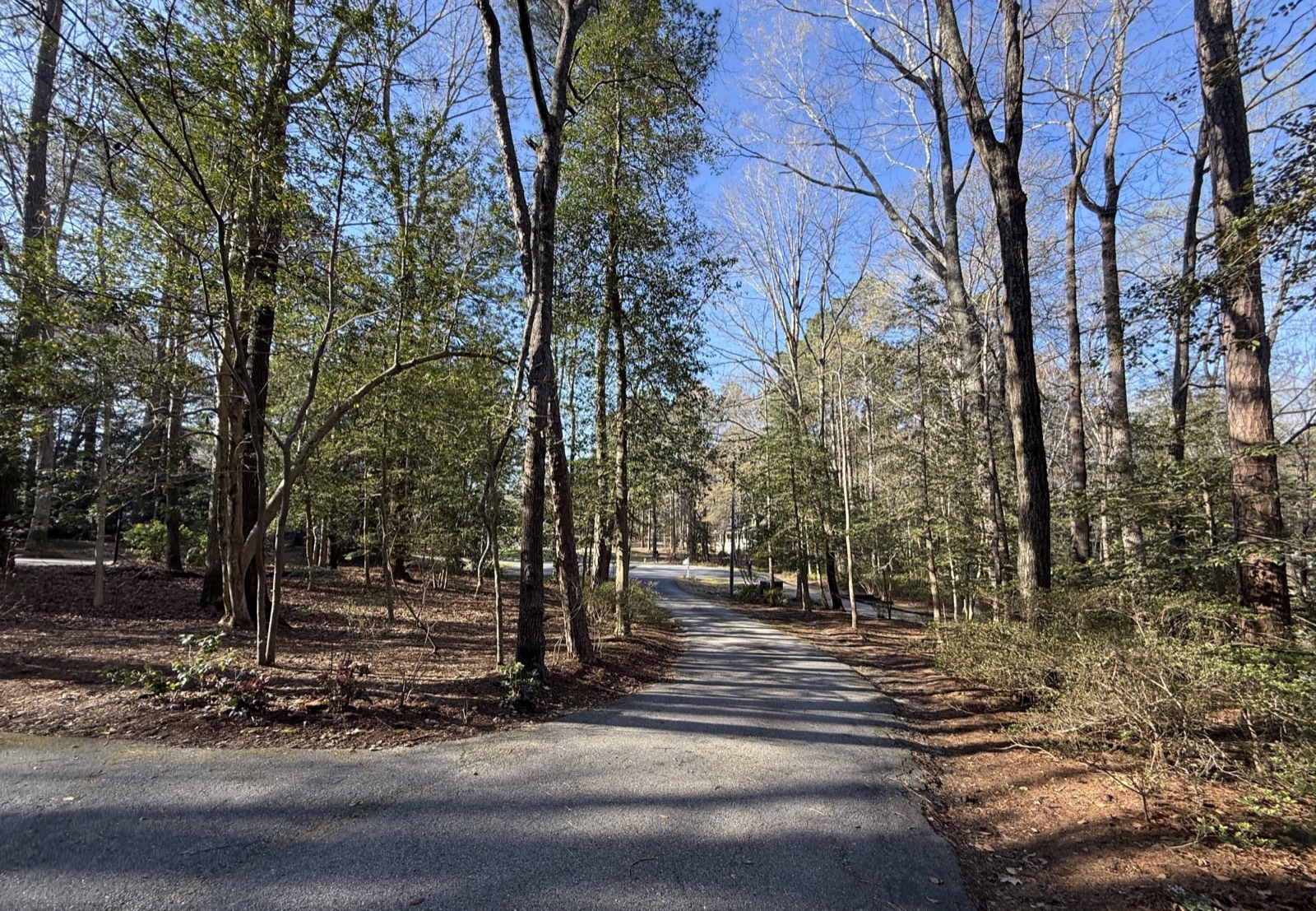 Anna's wooded property before garden work began