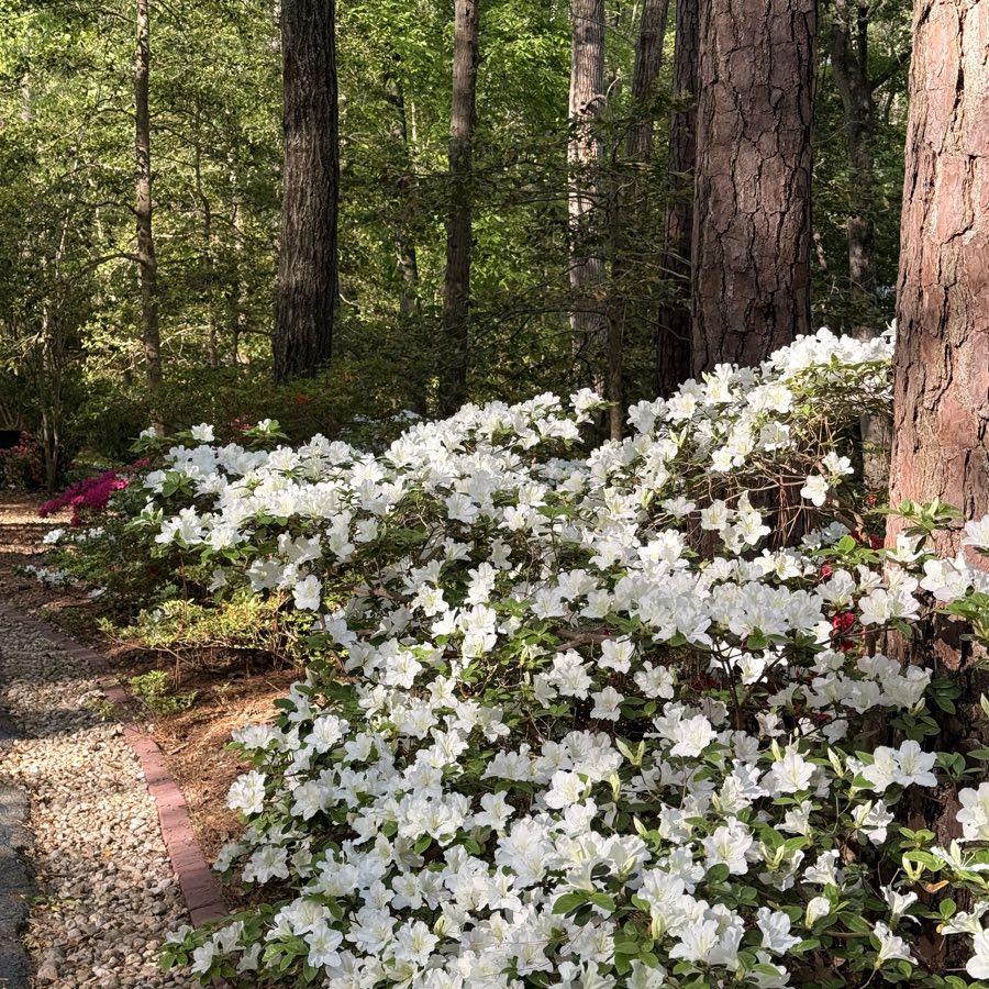 White azaleas flowering beneath mature trees