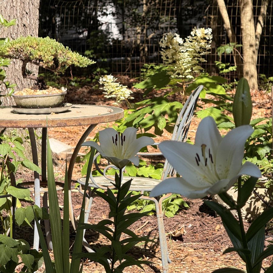 White lilies flowering beside a garden table in the woodland garden