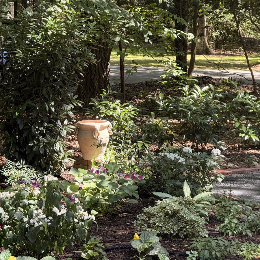 A layered shade bed with hydrangeas and evergreen foliage