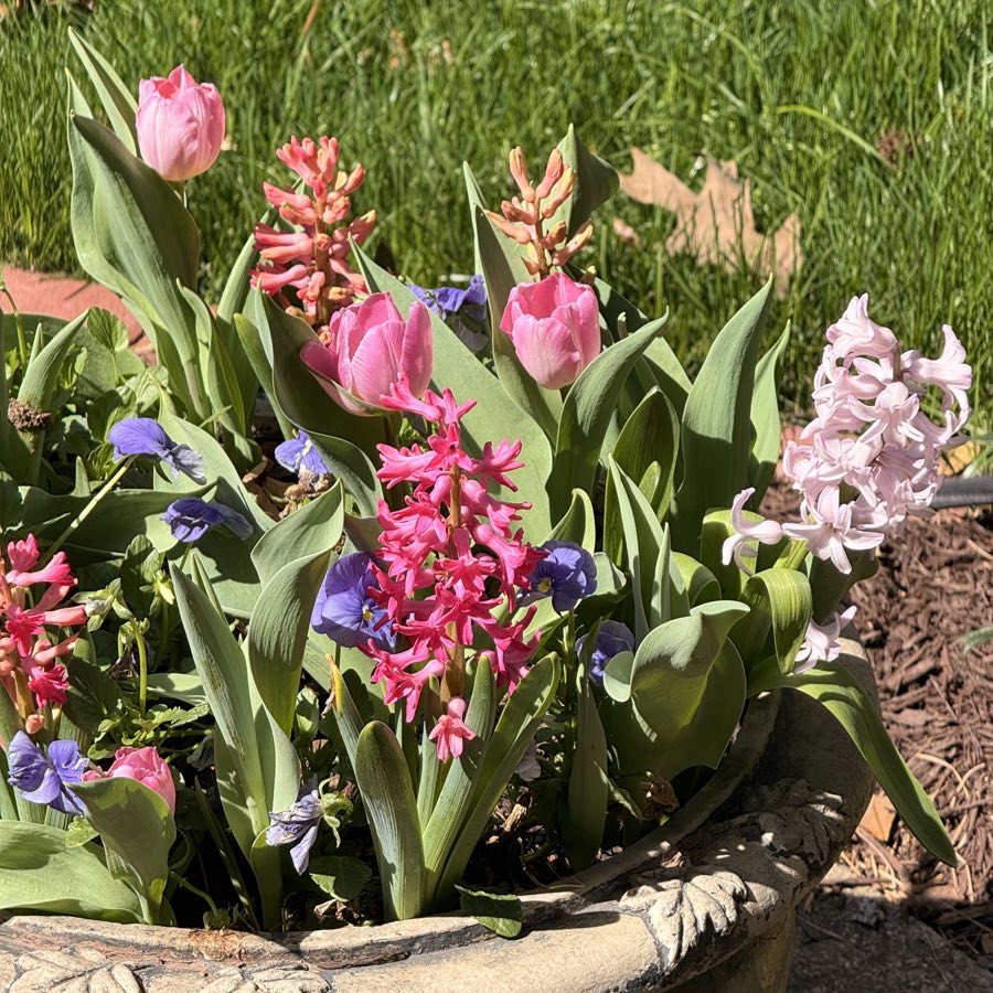 Pink tulips, hyacinths, and purple pansies growing together