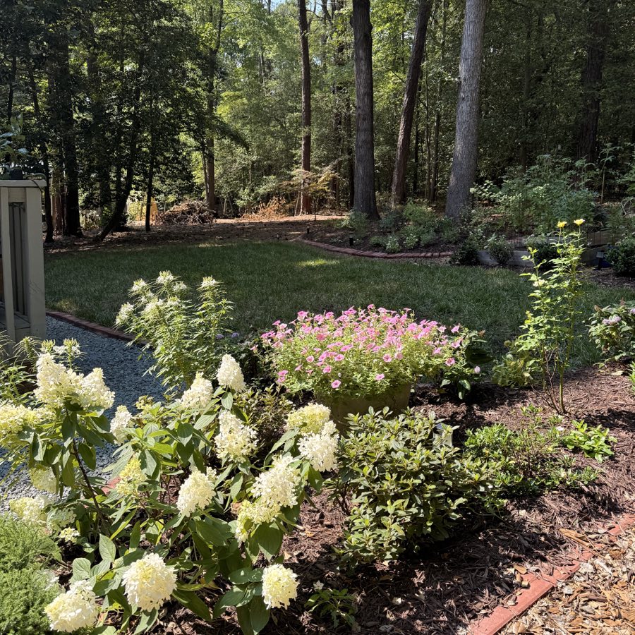Hydrangeas and pink flowers framing a sunny woodland lawn